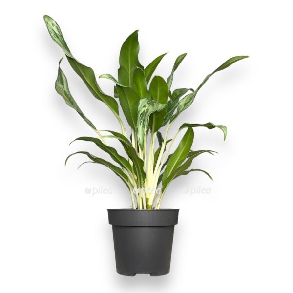 aglaonema grej haund e1722951868892