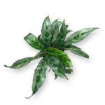 aglaonema grej haund e1722951886221