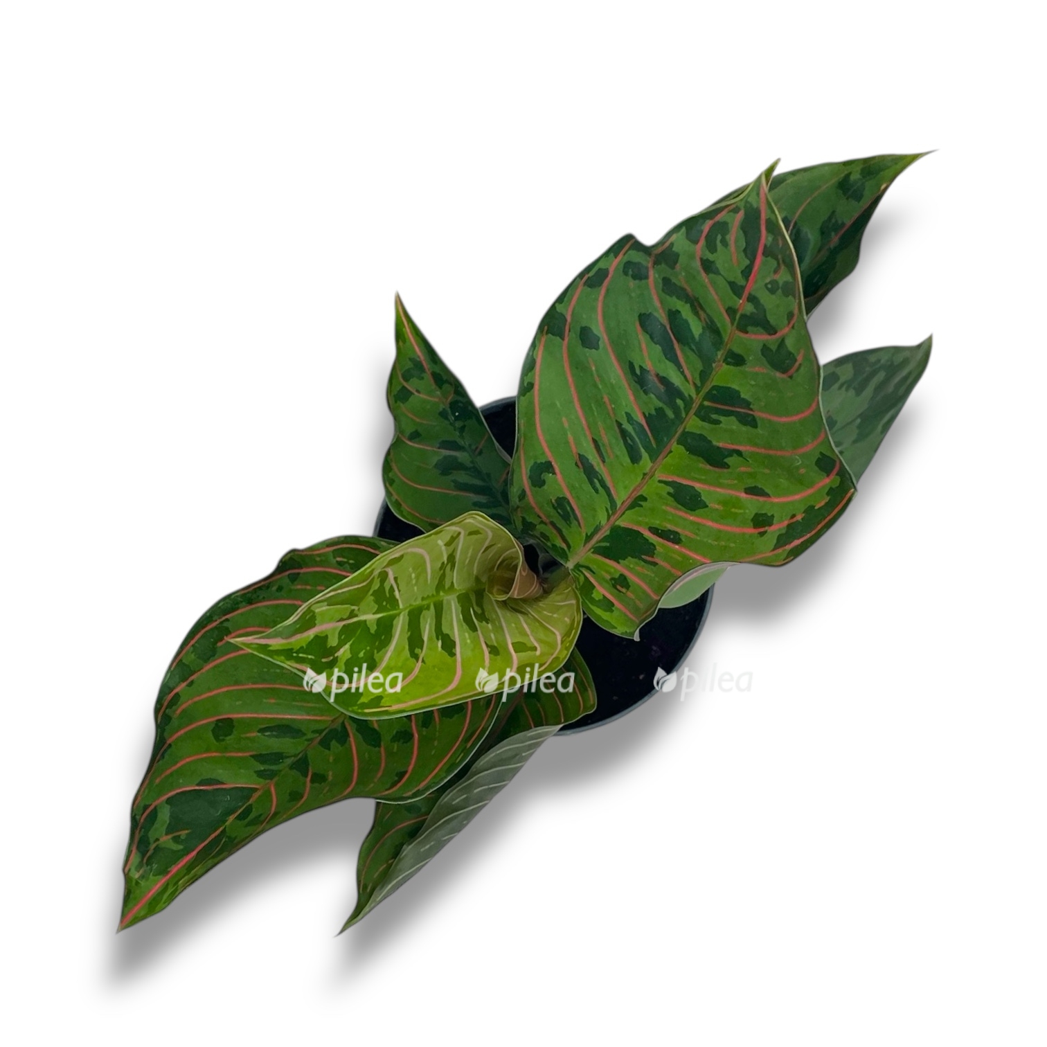 aglaonema grin leopard
