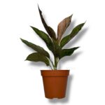 aglaonema grin leopard