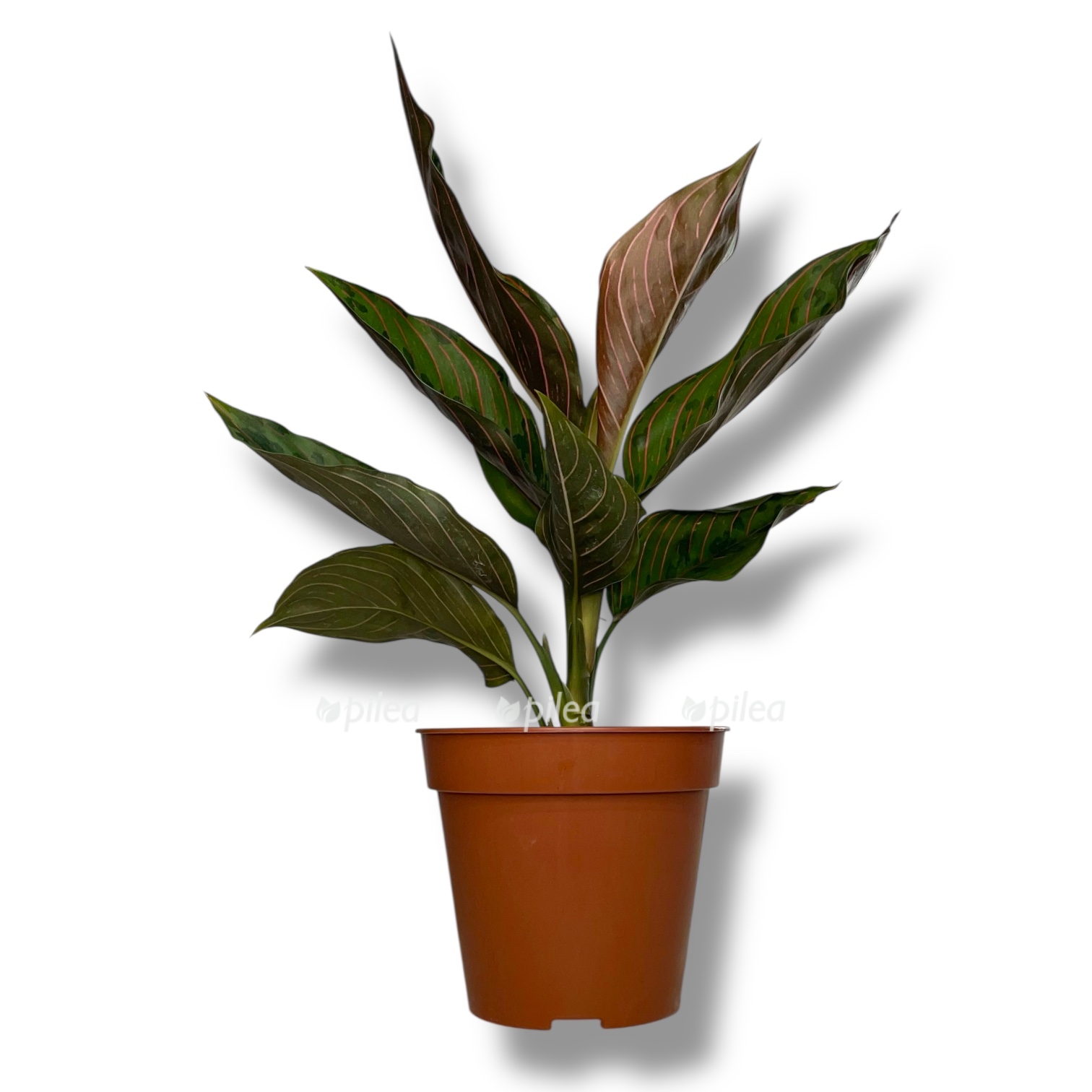 aglaonema grin leopard