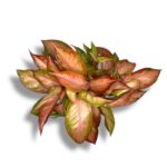 aglaonema guava pink e1738731294347