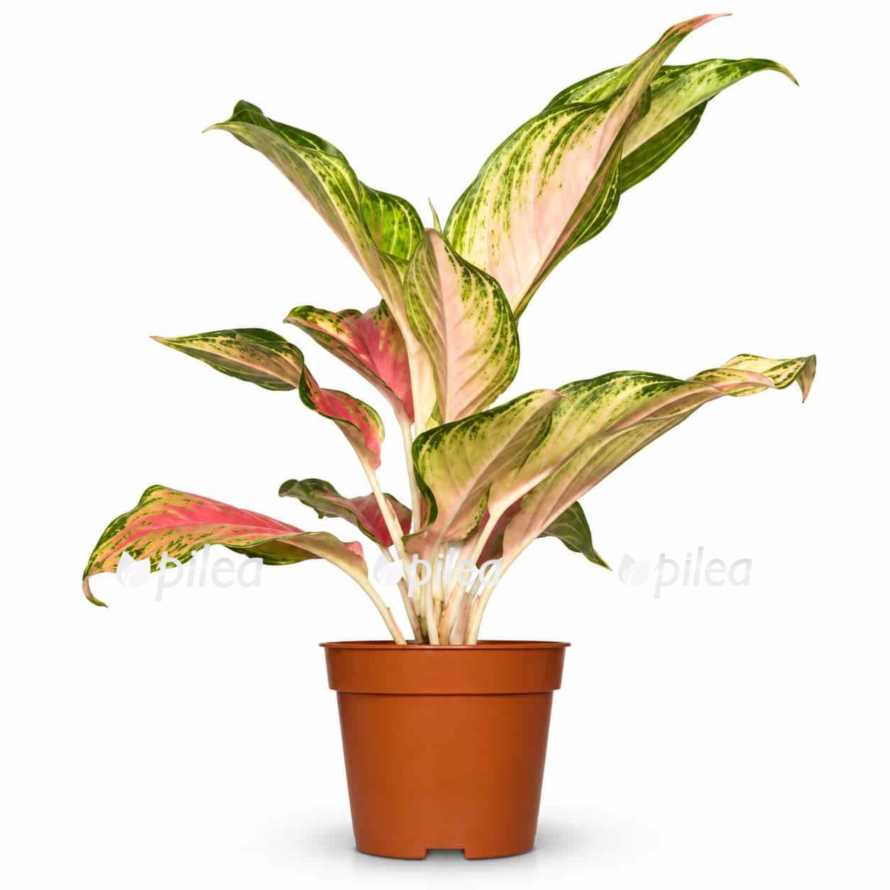 aglaonema-guave-pink aglaonema guave pink 1