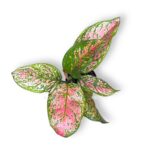 aglaonema houkaj