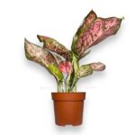 aglaonema houkaj e1726823945947