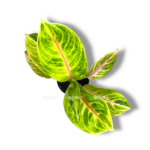 aglaonema iguana red
