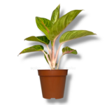 aglaonema iguana red