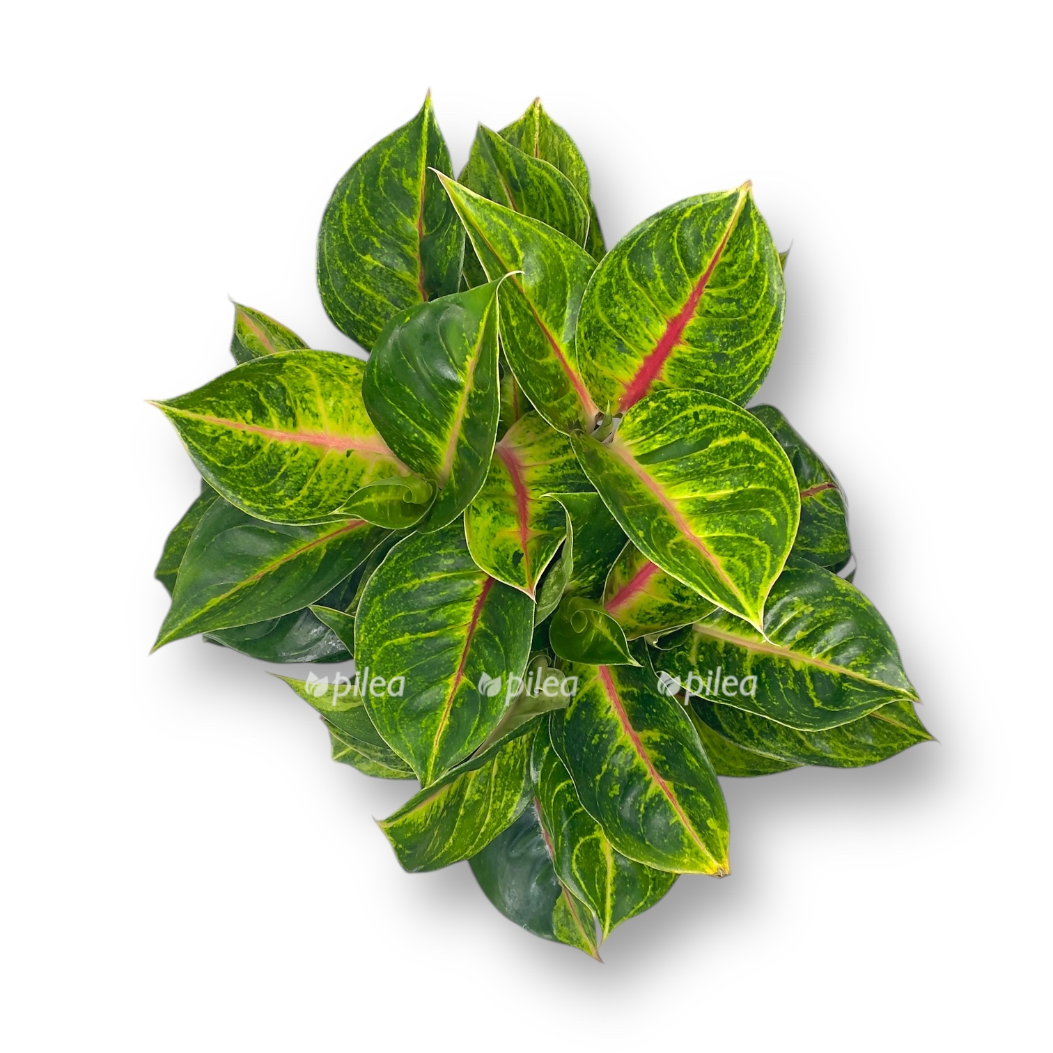 aglaonema iguena red