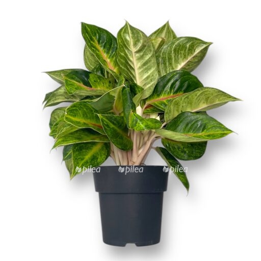 aglaonema iguena red e1768291685772