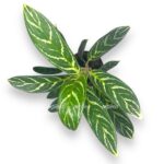 aglaonema ivi grin