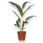 aglaonema ivi grin