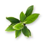 aglaonema jok kanhana 9 20 1 1 e1699287069907