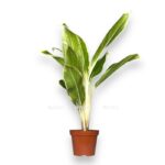 aglaonema jok kanhana 9 20 sm e1699287025203