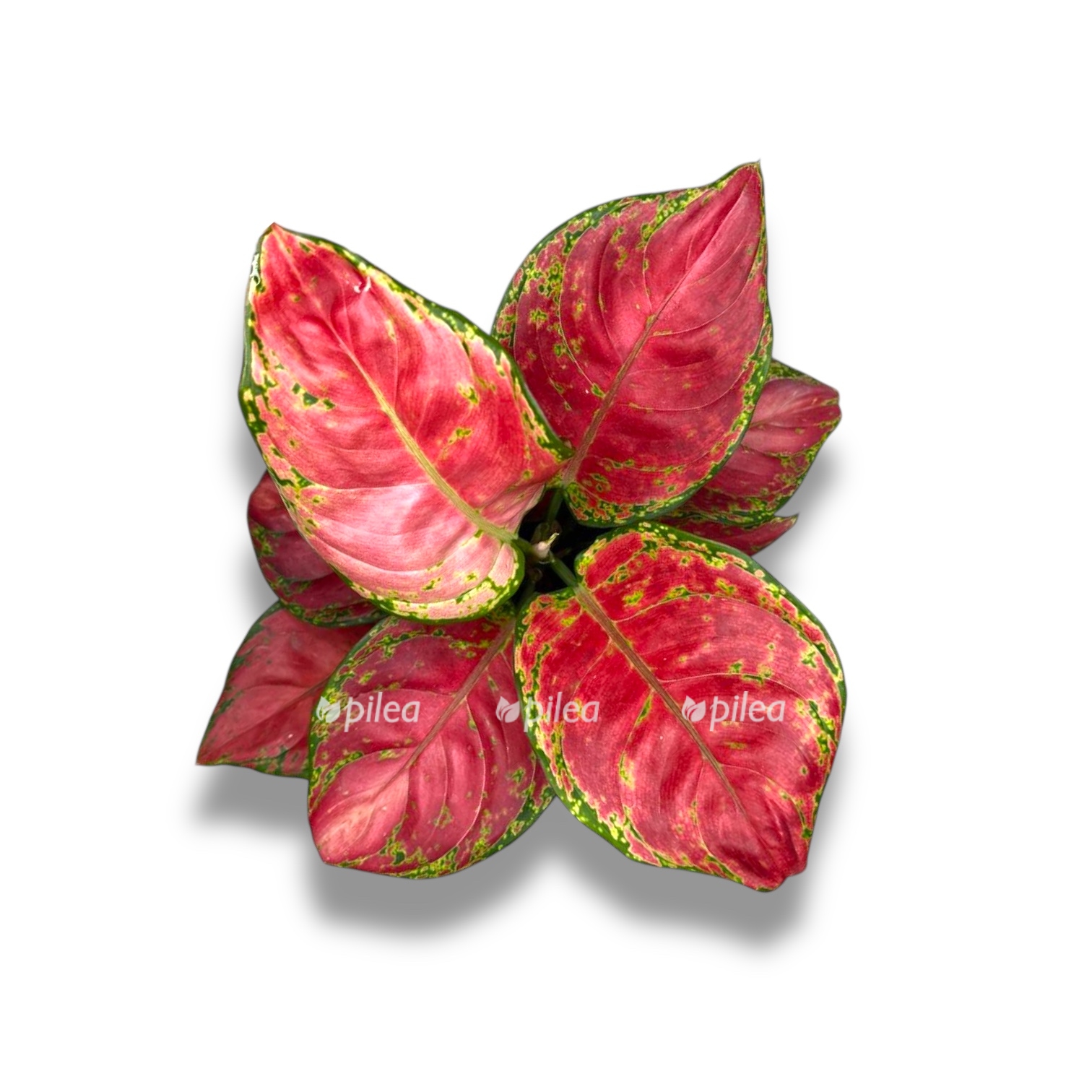 aglaonema kajen red 1