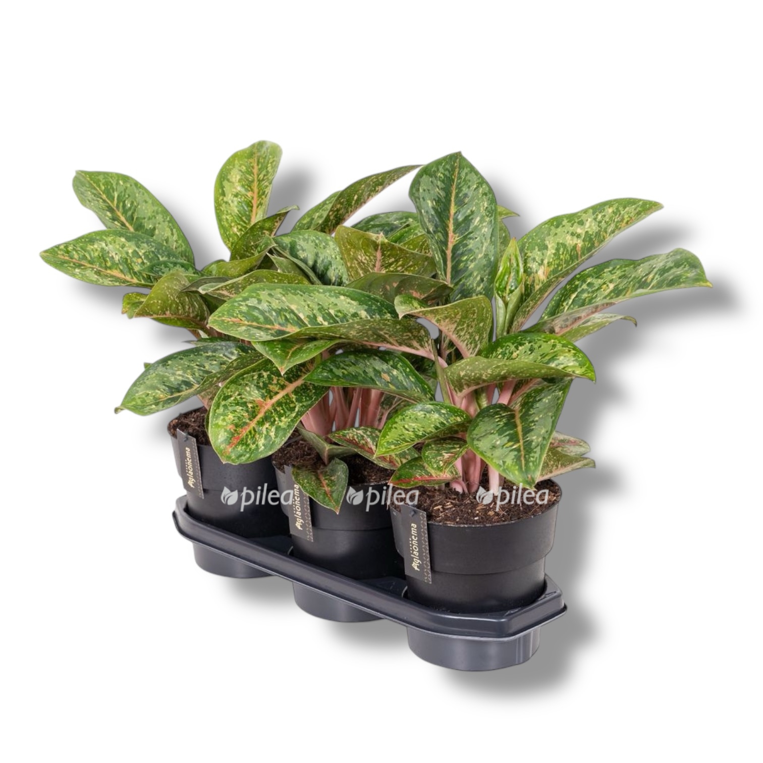 aglaonema kamo korali
