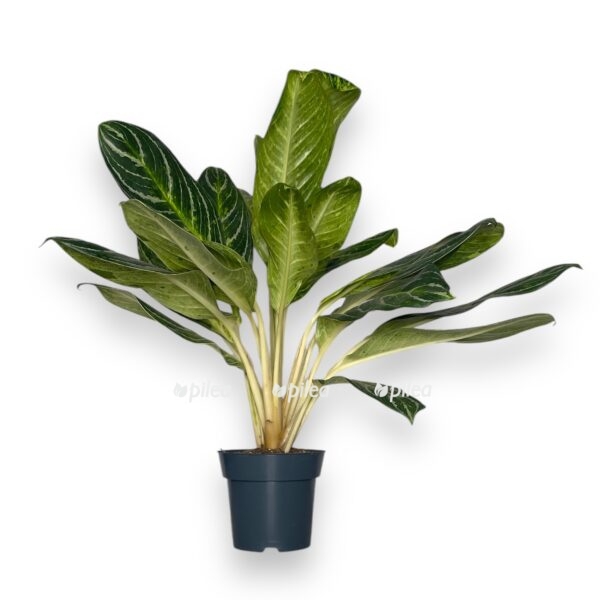 aglaonema-kej-lajm-1-e1729081167138.jpeg aglaonema kej lajm 1 e1729081167138