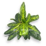 aglaonema kej lajm e1729081184959