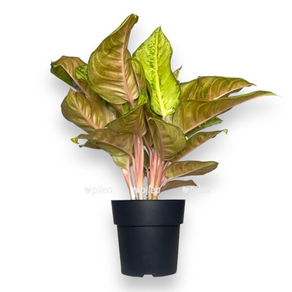 aglaonema korn silk e1722952614902