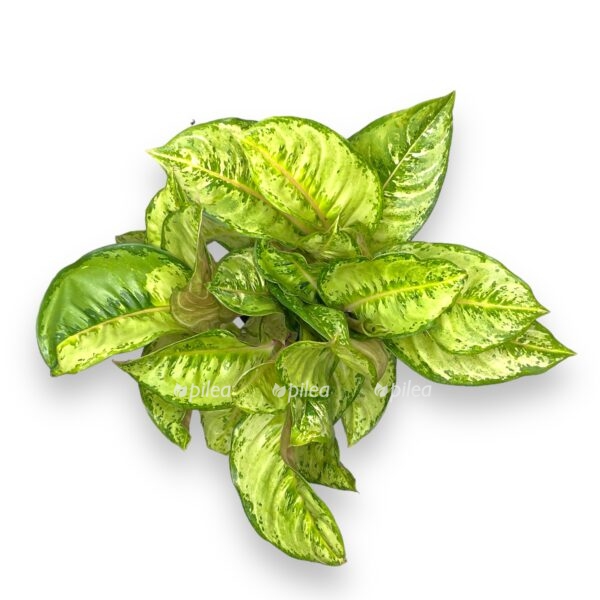 aglaonema korn silk e1722952629142