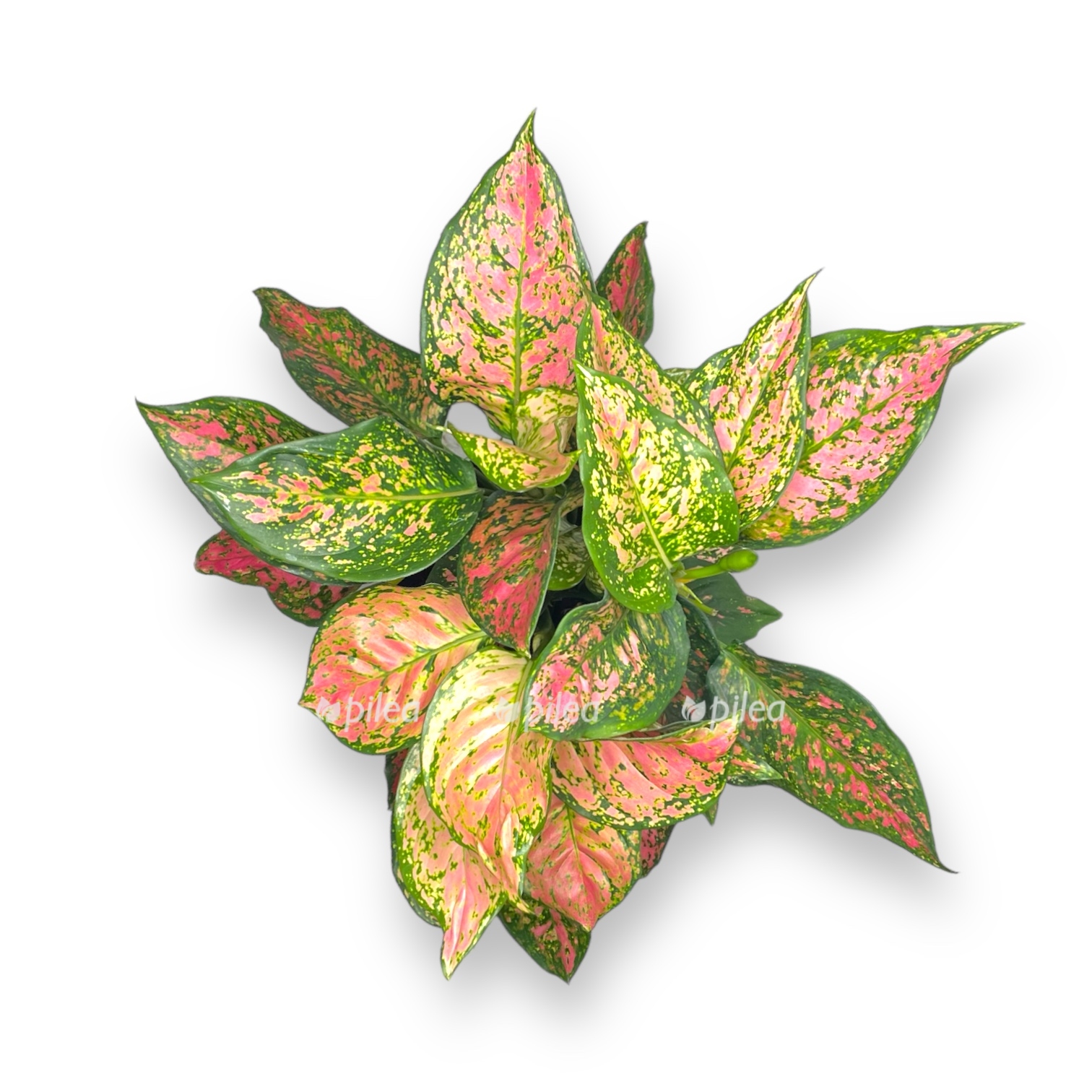 aglaonema krimson lav