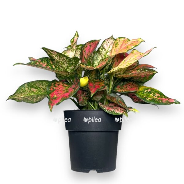 aglaonema krimson lav e1723391485613