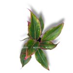 aglaonema krit