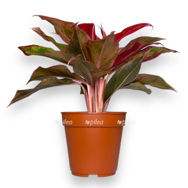 aglaonema krit 1 e1728486510331