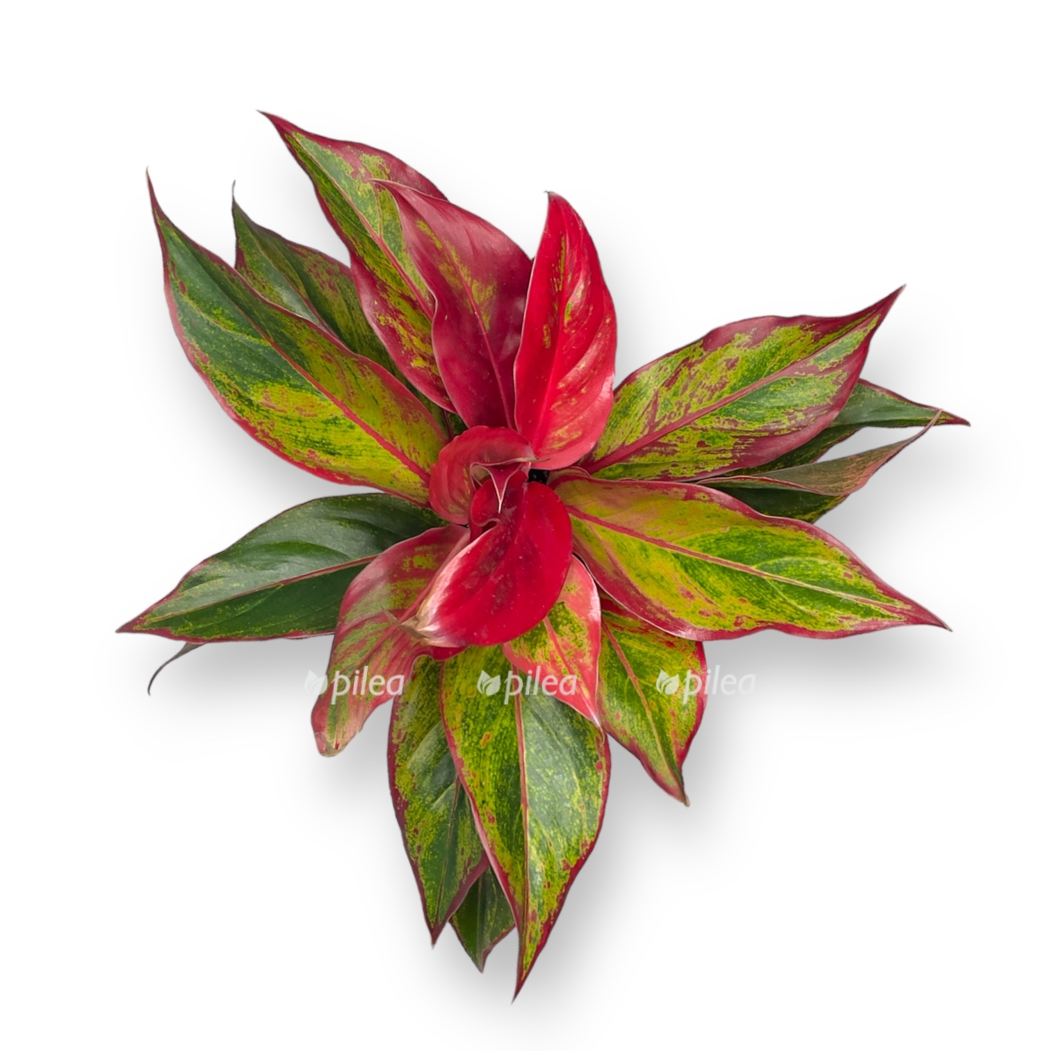 aglaonema krit 2