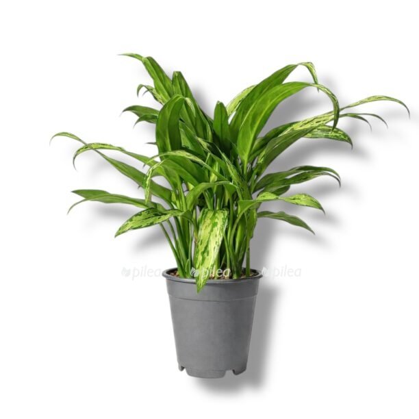 aglaonema kutlass e1769688386610