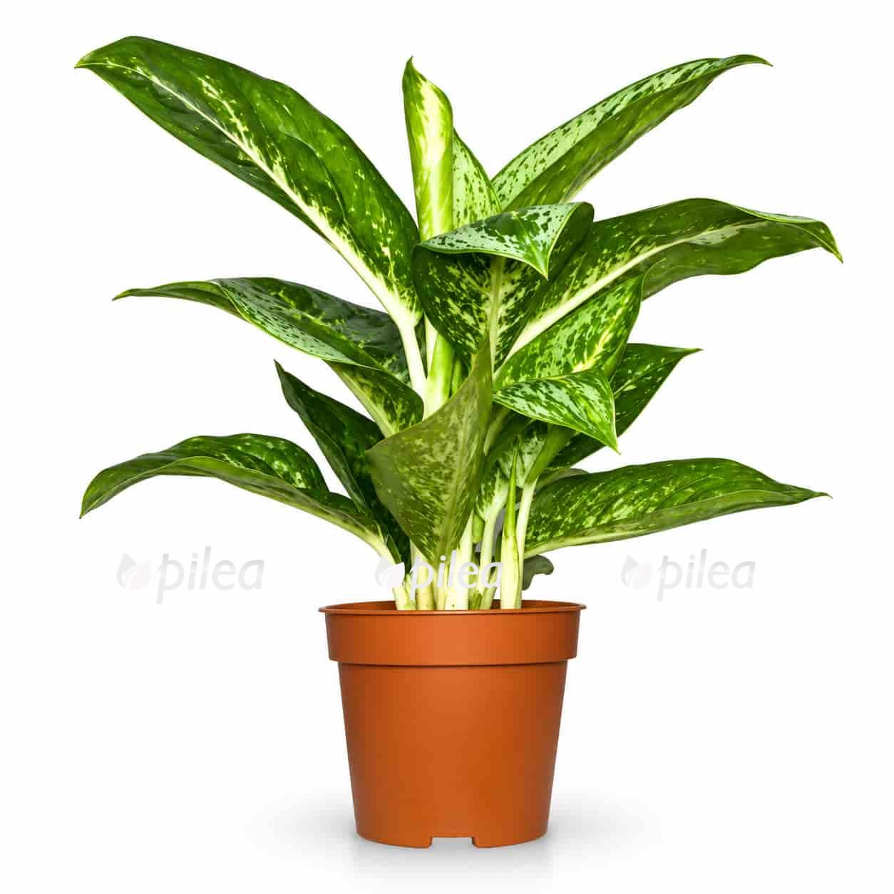 aglaonema lemon mint 1