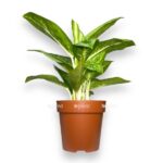 aglaonema lemon mint e1724353154788