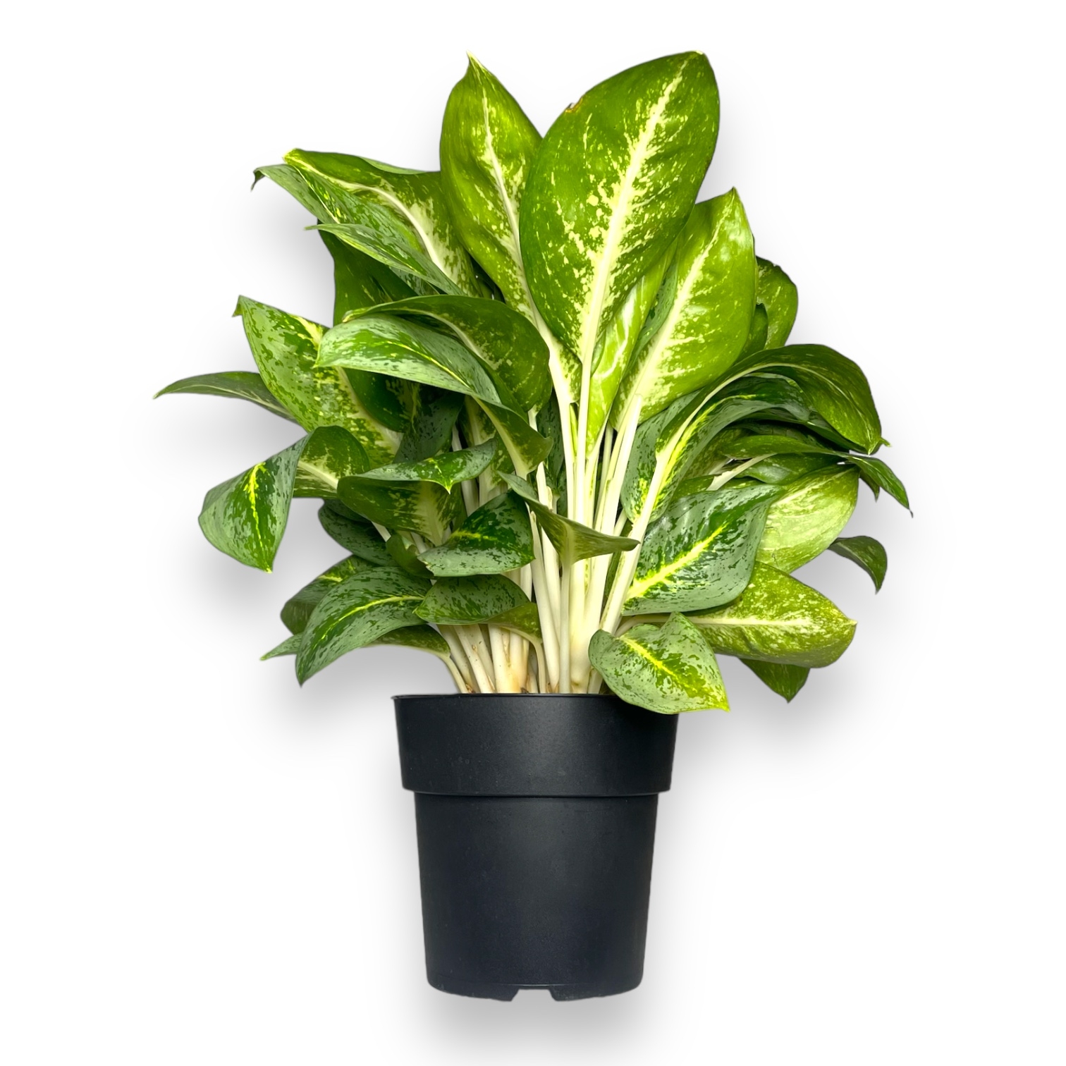 Аглаонема Лемон Минт купить