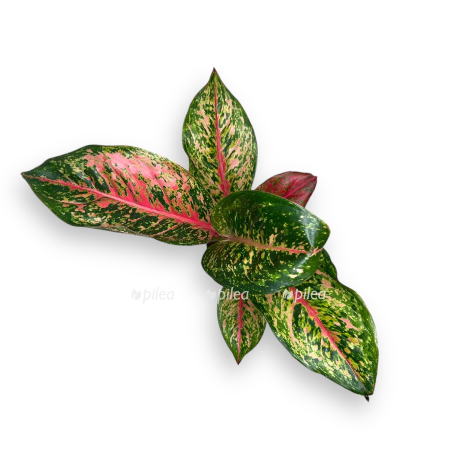 aglaonema lichi red