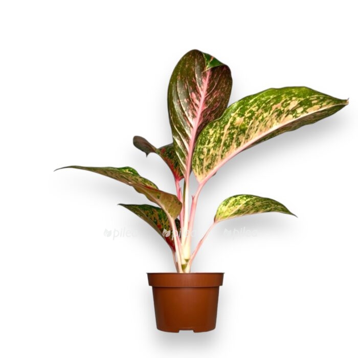 aglaonema lichi red 1 1 e1726918574918