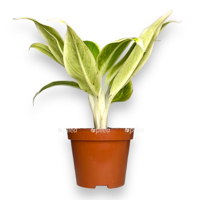 aglaonema lipstik grin 1 e1698675312574
