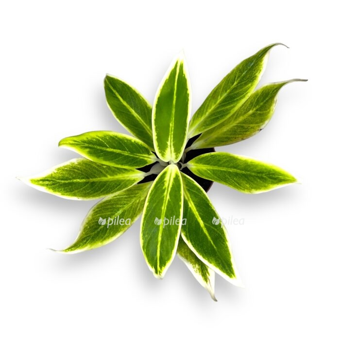 aglaonema lipstik grin e1698675330826