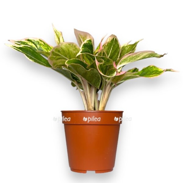 aglaonema lipstik pink 1 e1740285264684
