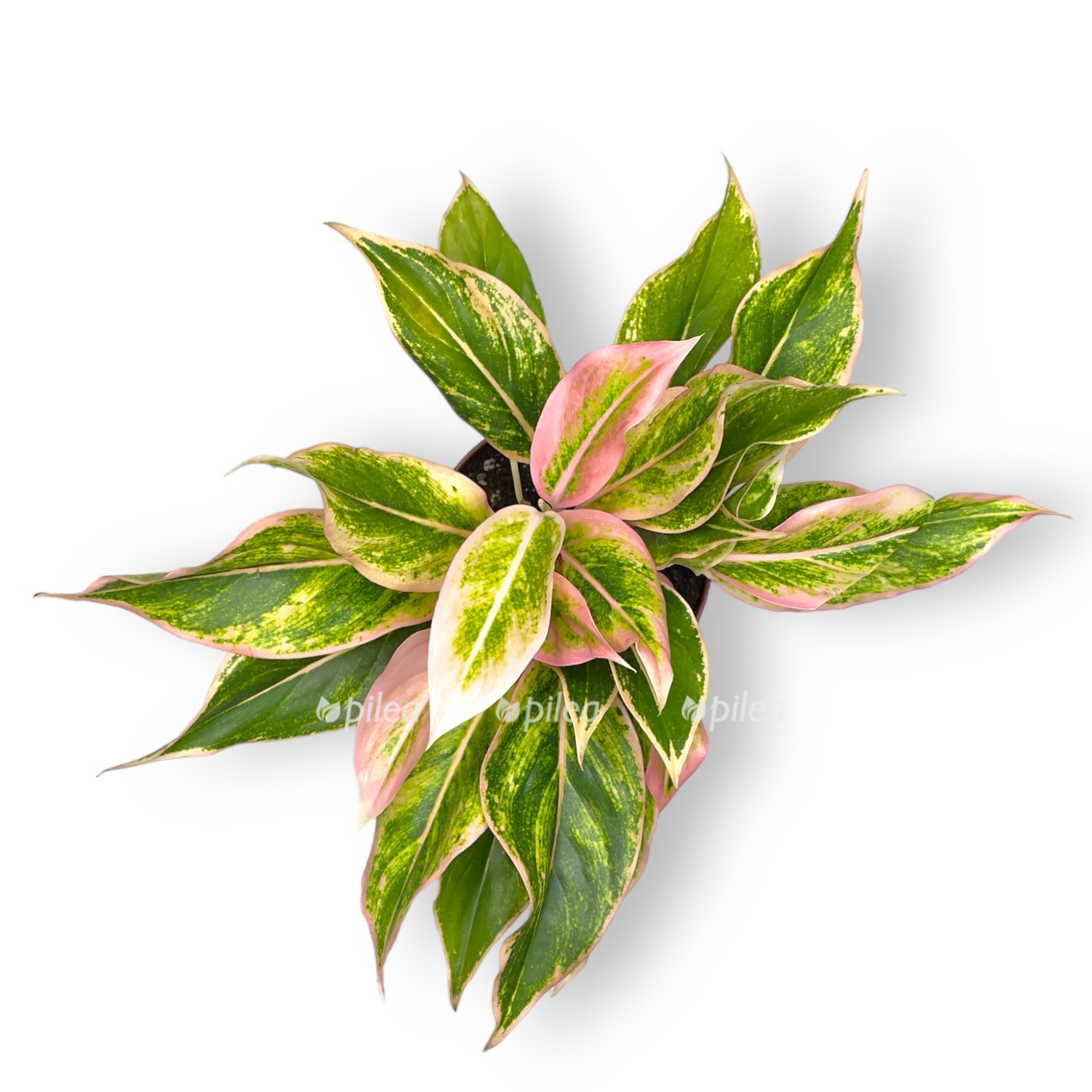 aglaonema lipstik pink 35 sm