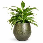 aglaonema-maria