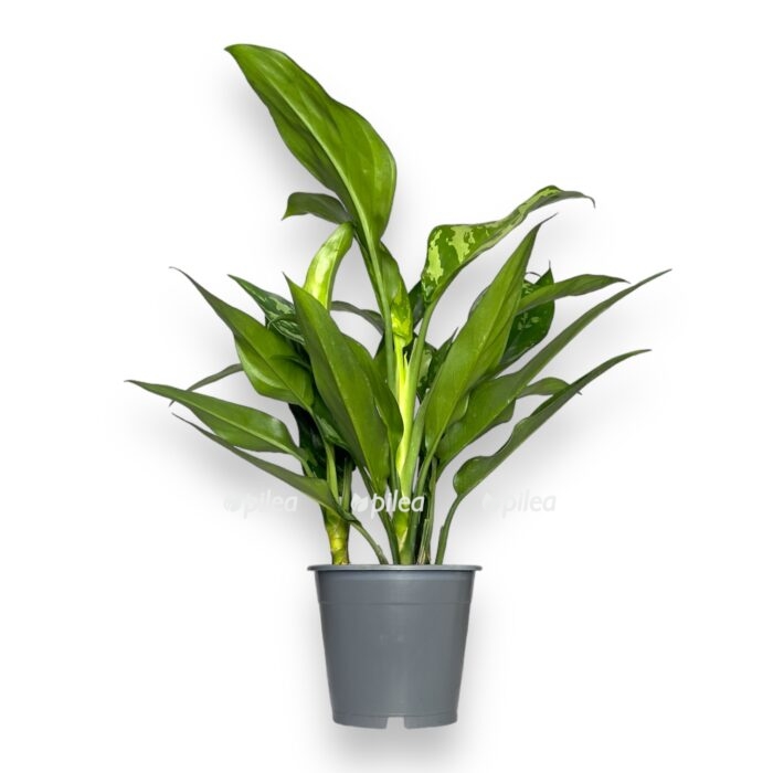 aglaonema mariya 1 e1700665495364