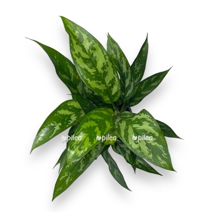 aglaonema mariya e1700665483177