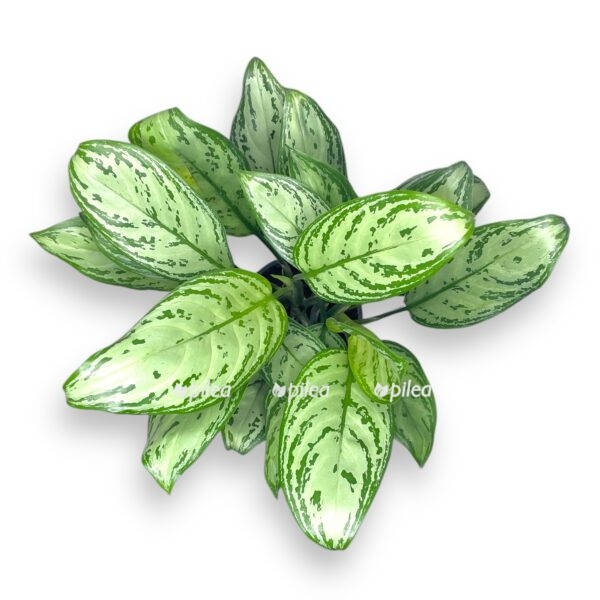 aglaonema mariya kristina e1729004414502