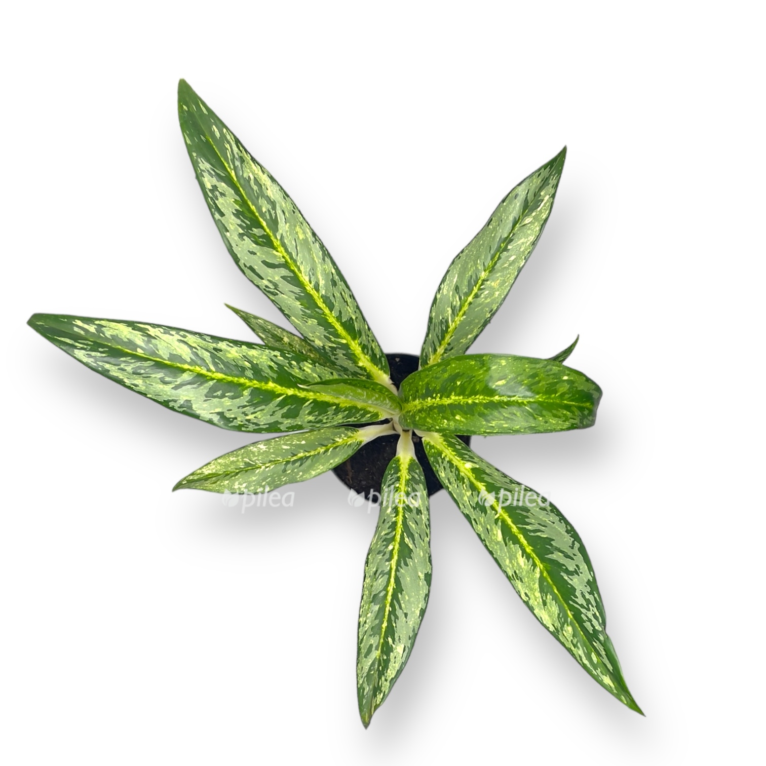 aglaonema matcha lemon 30 sm