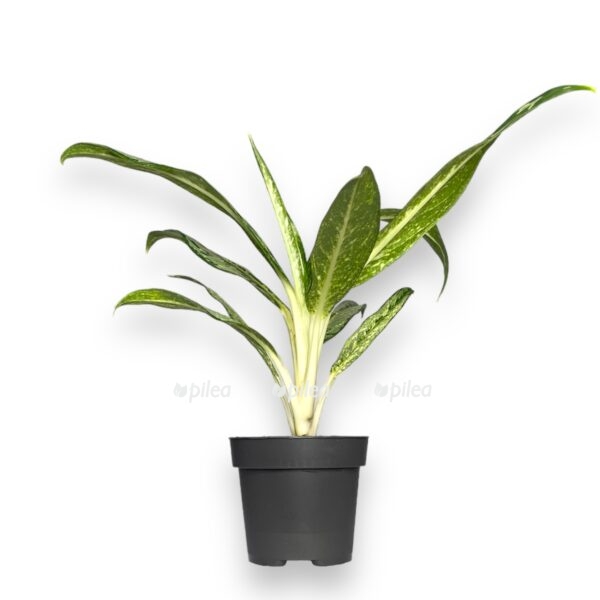 Купить Аглаонема Матча Лемон