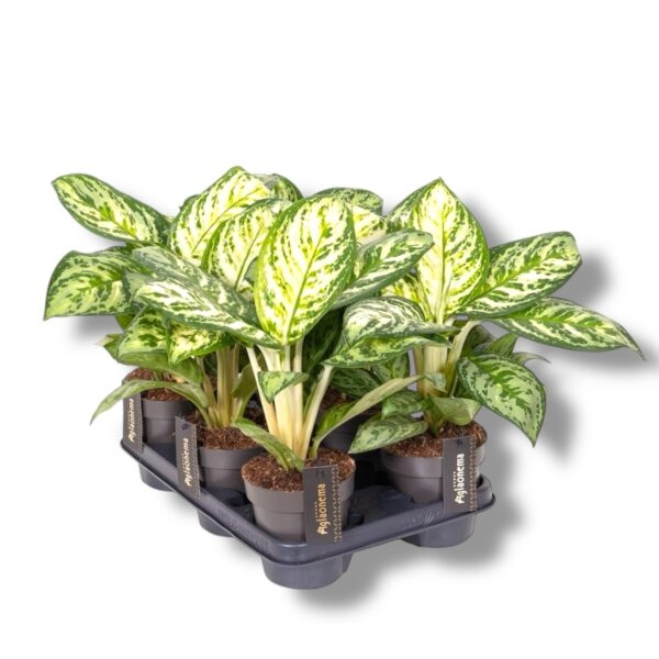 aglaonema minti ajs e1745552553529