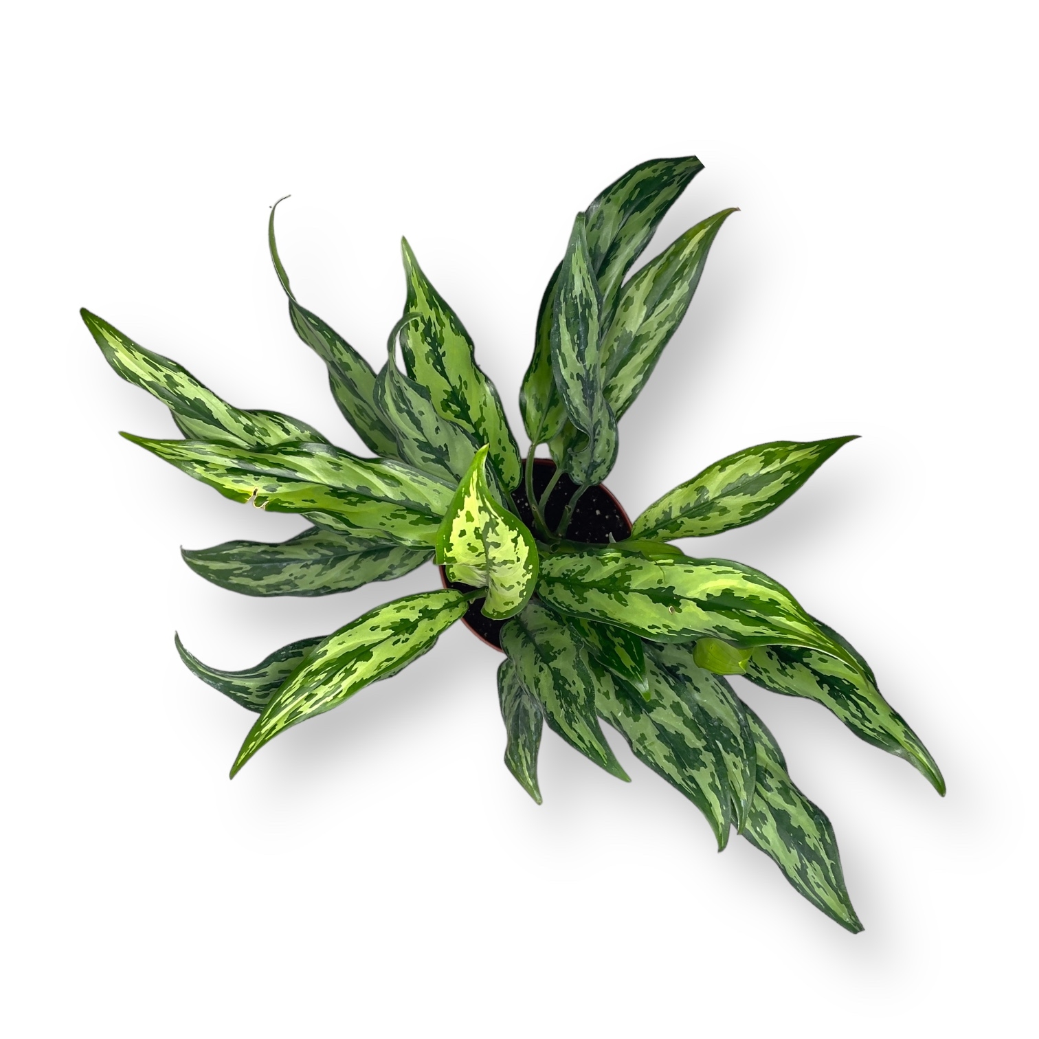 aglaonema miss dzhuletta