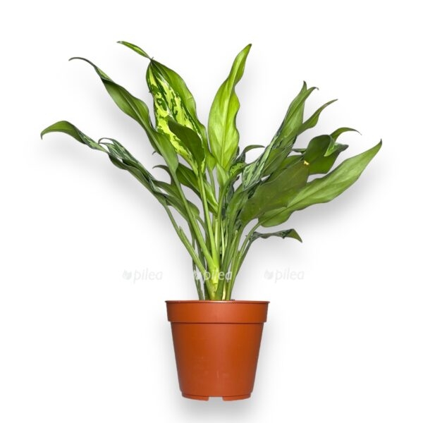aglaonema miss dzhuletta e1738162339947