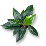 aglaonema misterio