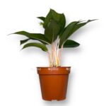 aglaonema misterio