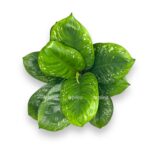 aglaonema oniks grin